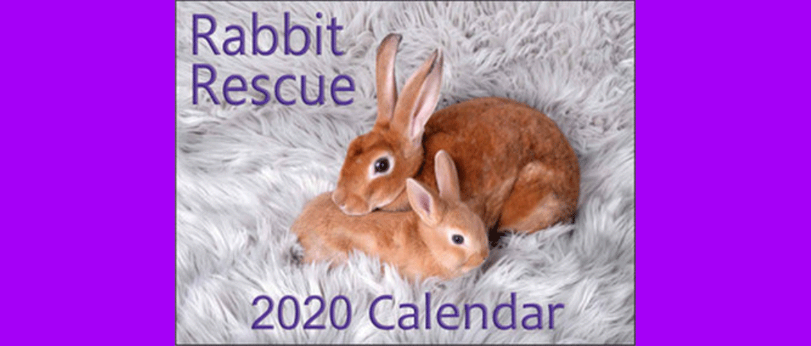 Wisconsin House Rabbit Society Buying a bunny a little more time