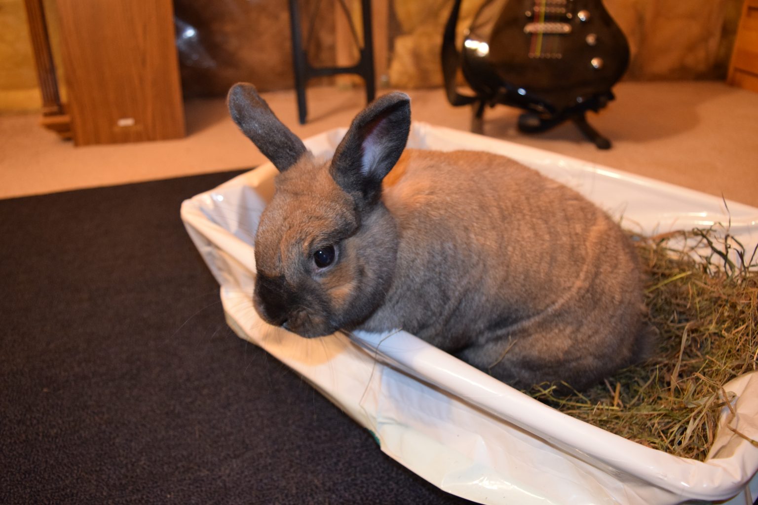 Litter Training Wisconsin House Rabbit Society