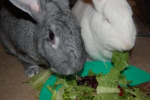 Charlotte and Annabelle eating greens