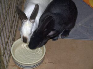 Foster buns Wayne and Garth drinking water